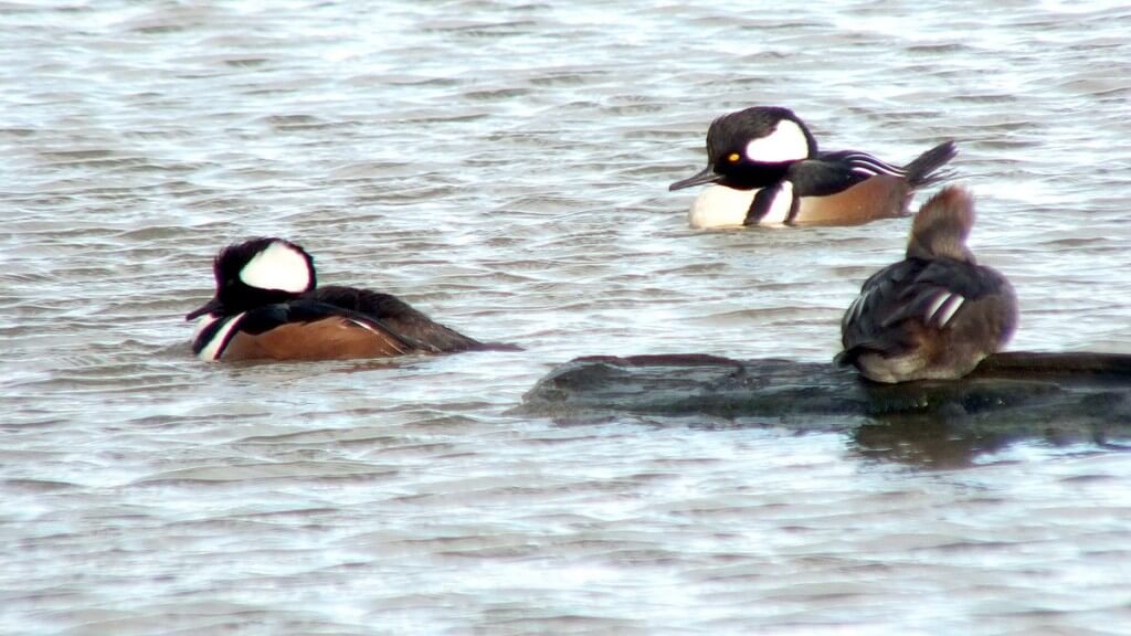 hooded mergansers at reifel bird sanctuary 2