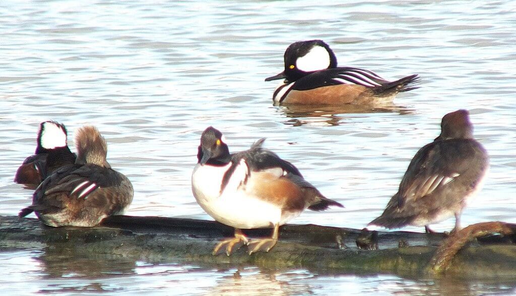 hooded mergansers at reifel bird sanctuary 3