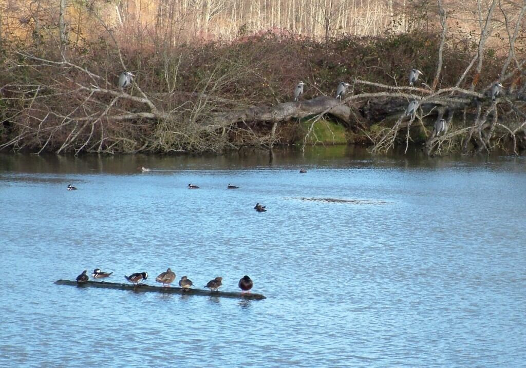 hooded mergansers at reifel bird sanctuary 4