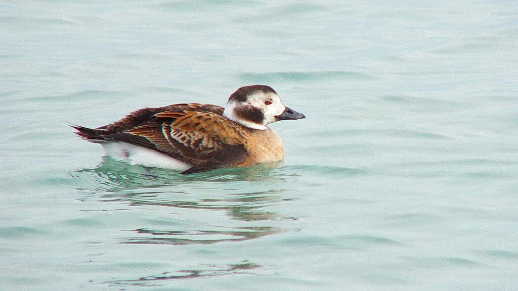 long-tailed duck - female - bluffers park - toronto