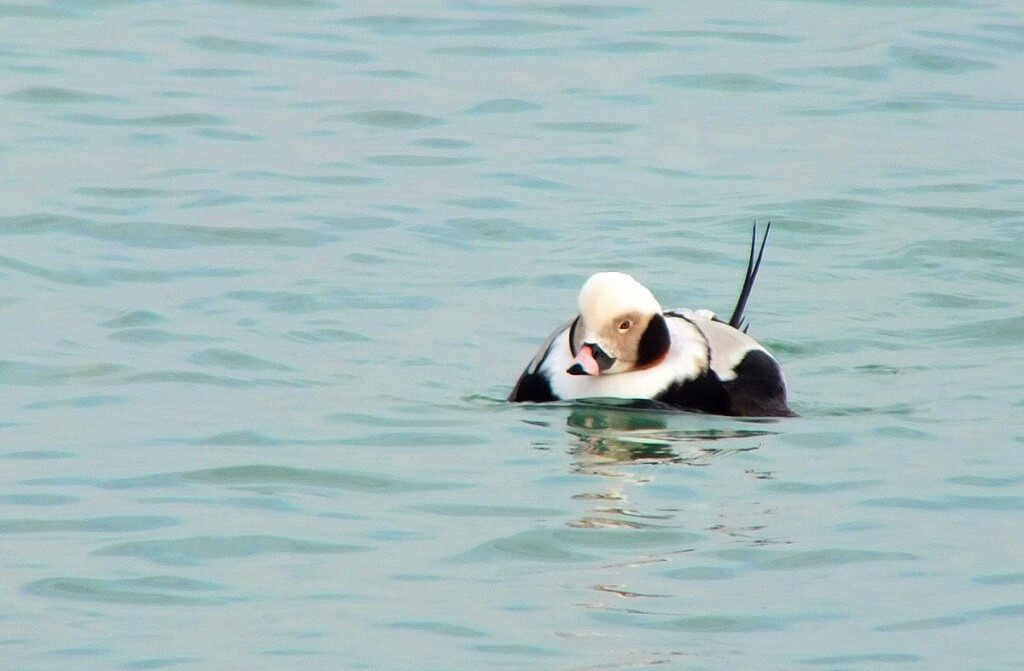 long-tailed duck - male - bluffers park - toronto 2