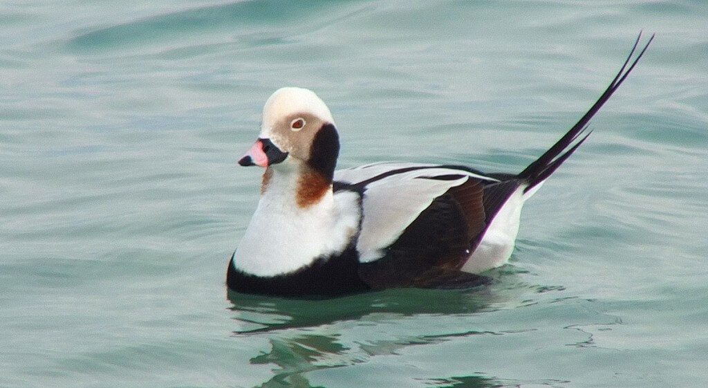 long-tailed duck - male - bluffers park - toronto 3