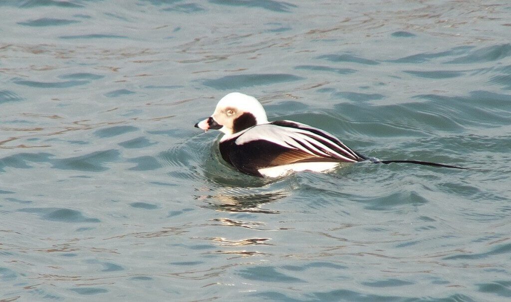 long-tailed duck - male - bluffers park - toronto 4