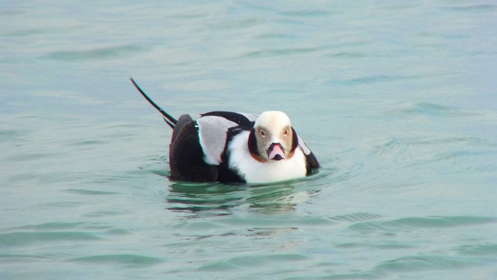 long-tailed duck - male - bluffers park - toronto 5