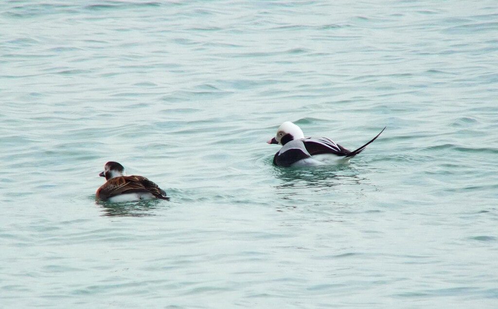 long-tailed ducks - bluffers park - toronto
