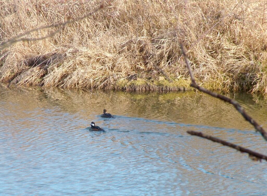 male and female hooded merganser in channel - reifel bird sanctuary 2