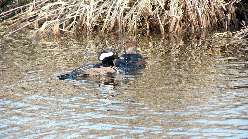 male and female hooded merganser swimming - reifel bird sanctuary 1