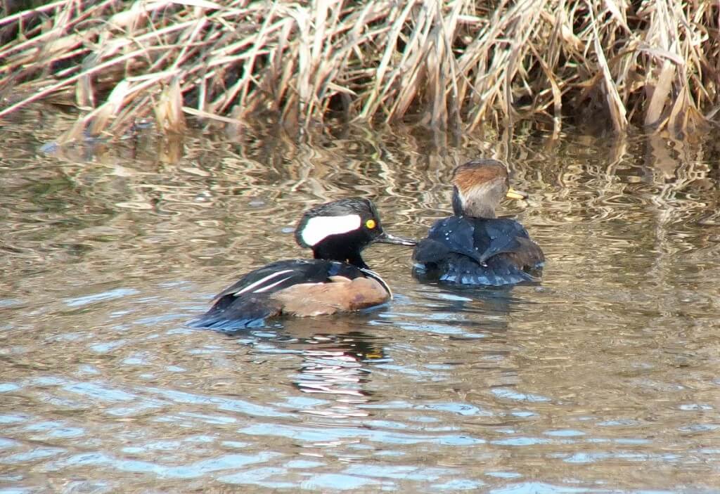 male and female hooded merganser swimming - reifel bird sanctuary 2