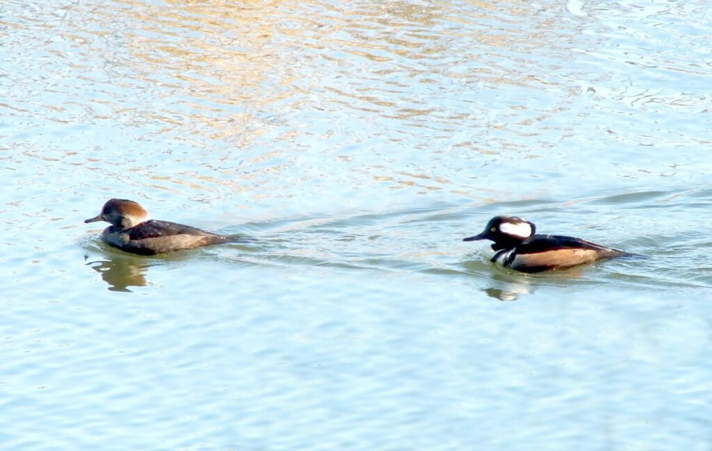 male and female hooded merganser swimming - reifel bird sanctuary 4
