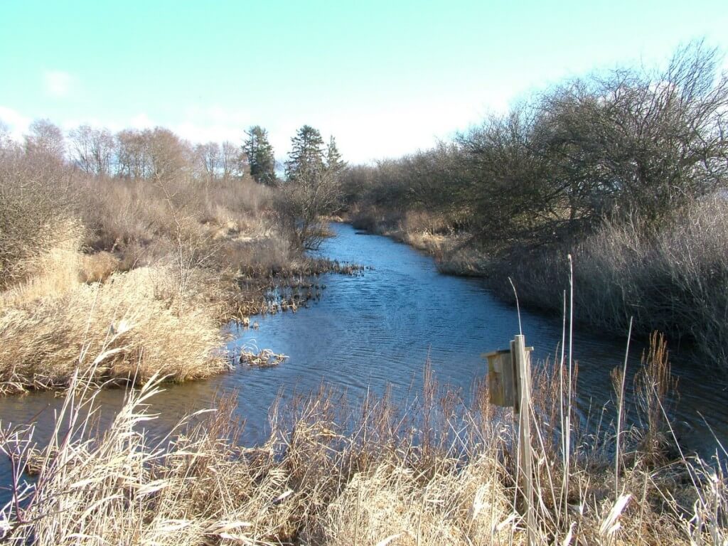 marshland at reifel bird sanctuary