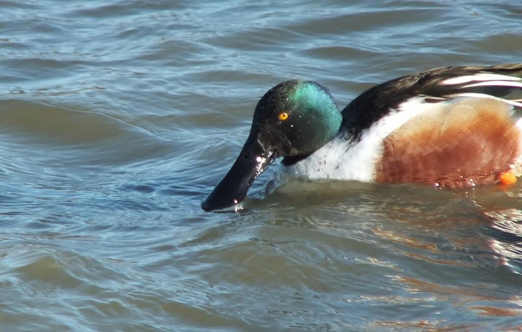 Male Northern shoveler duck at Reifel Migratory Bird Sanctuary in Delta, BC, Canada.