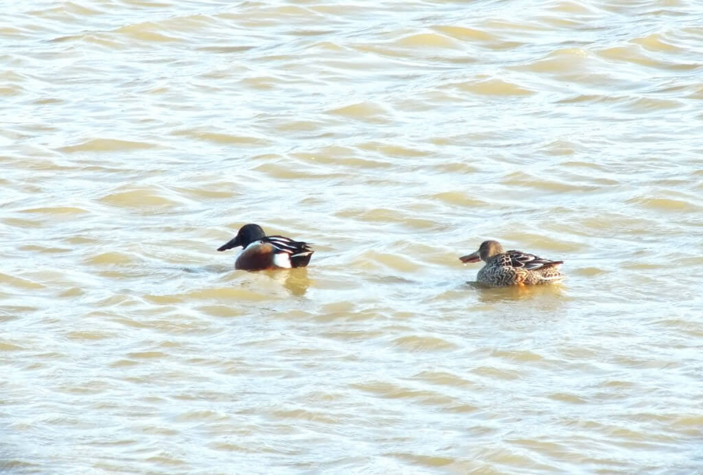 Northern shoveler ducks at Reifel Migratory Bird Sanctuary in Delta, BC, Canada.