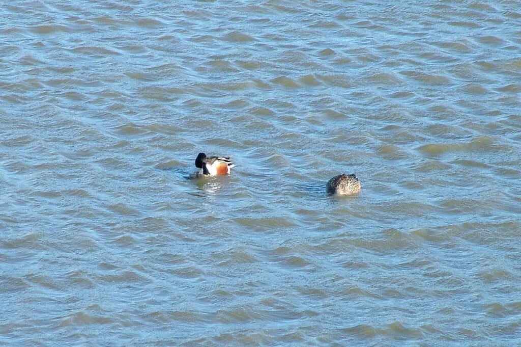 Northern shoveler ducks at Reifel Migratory Bird Sanctuary in Delta, BC, Canada.