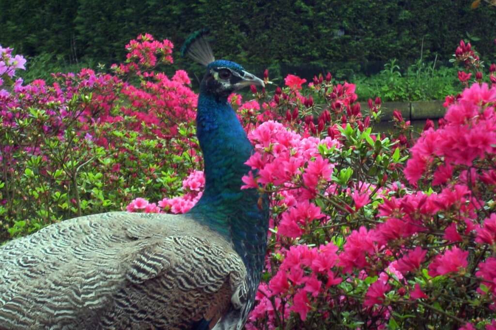 An image of a Peacock standing beside pink flowers at Keukenhof Gardens near Lisse, in the Netherlands. Photography by Frame To Frame - Bob and Jean. 