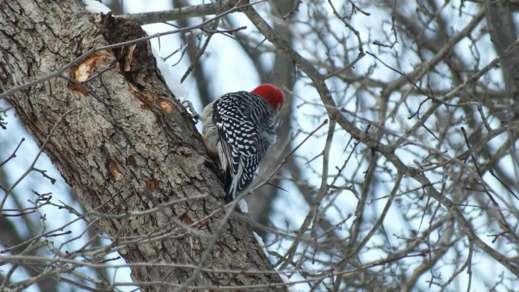 red breasted woodpecker - lynde shores conservation area - whitby