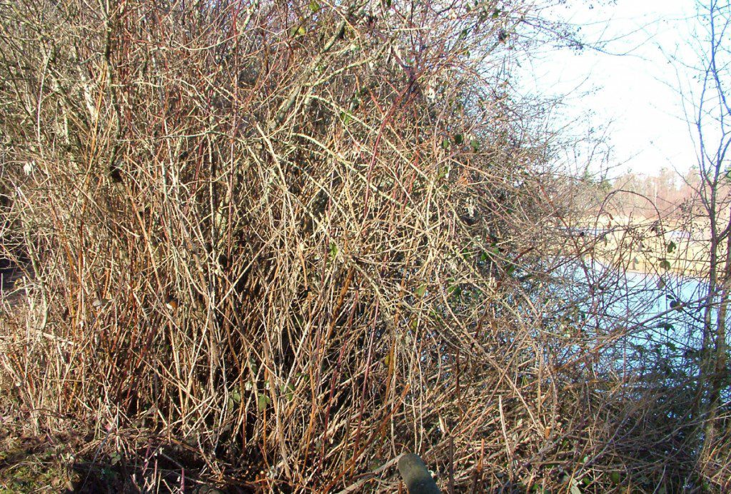 Bushes at Reifel Migratory Bird Sanctuary in Delta, BC, Canada.