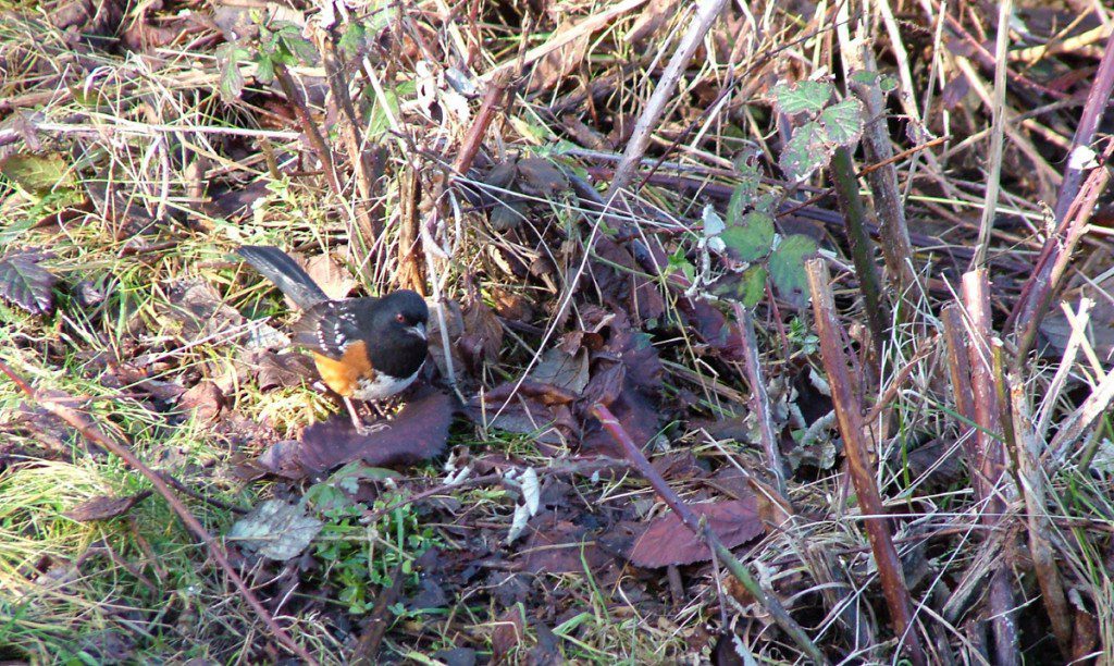 Spotted towhee foraging on the ground at Reifel Migratory Bird Sanctuary in Delta, B.C., Canada
