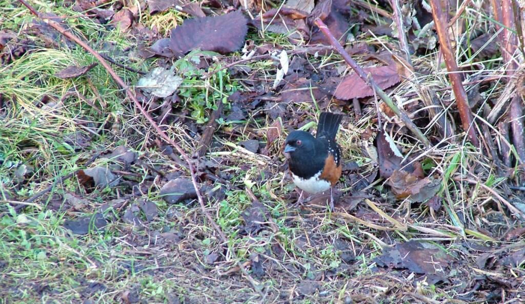 Spotted towhee on the ground at Reifel Migratory Bird Sanctuary in Delta, B.C., Canada