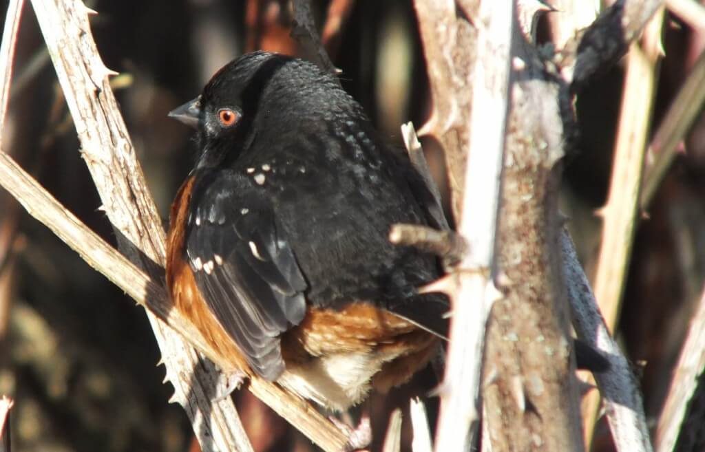 Spotted towhee at Reifel Migratory Bird Sanctuary in Delta, BC, Canada.
