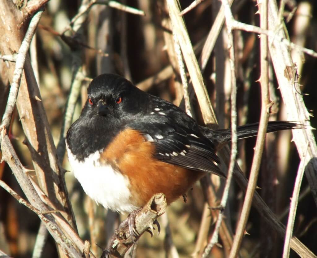 Spotted towhee at Reifel Migratory Bird Sanctuary in Delta, B.C., Canada