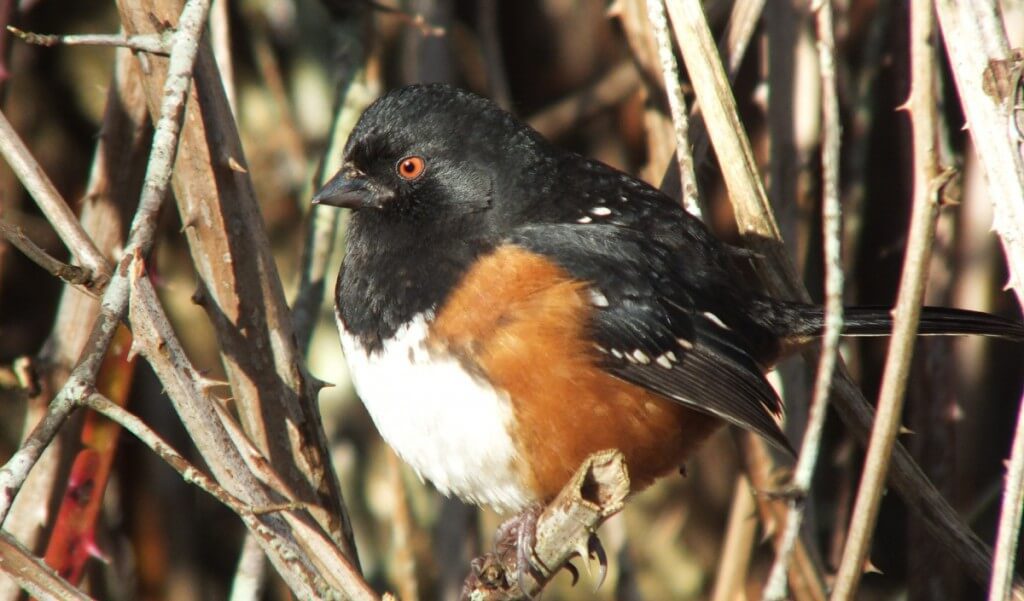 Spotted towhee sitting on a bush at Reifel Migratory Bird Sanctuary in Delta, BC, Canada.