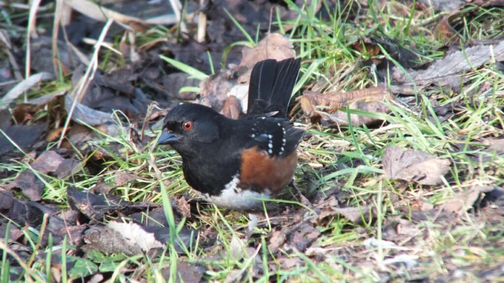 Spotted towhee on the ground at Reifel Migratory Bird Sanctuary in Delta, B.C., Canada