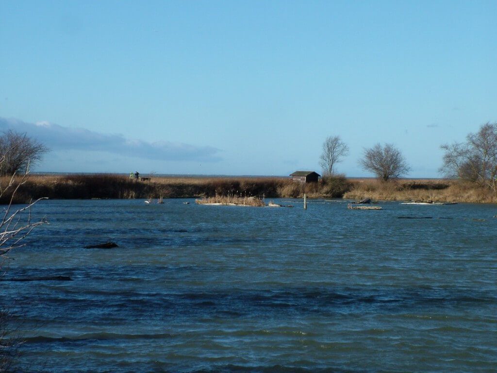 Wetlands at Reifel Migratory Bird Sanctuary in Delta, BC, Canada.