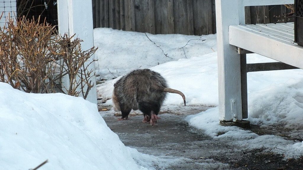 a virginia opossum in toronto backyard, ontario
