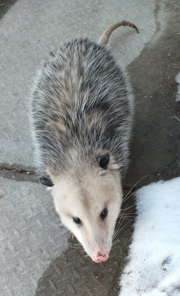 a virginia opossum in toronto backyard, ontario