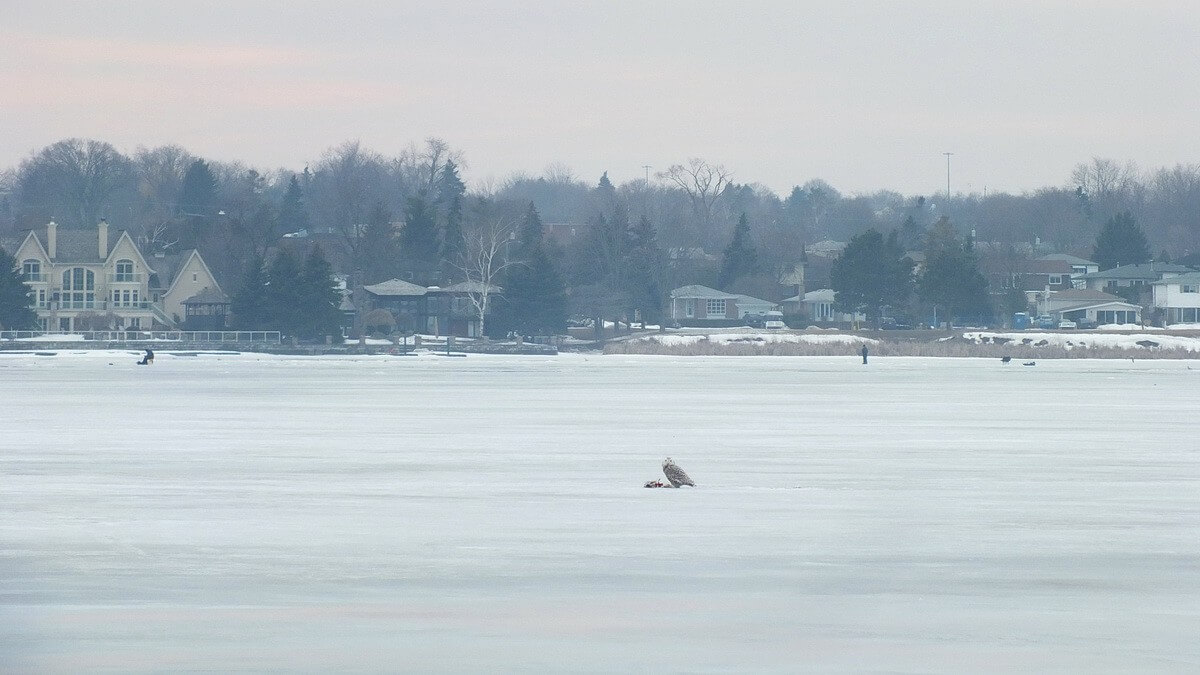 photograph of a Snowy Owl on the ice at Frenchmans Bay in Pickering, Ontario.