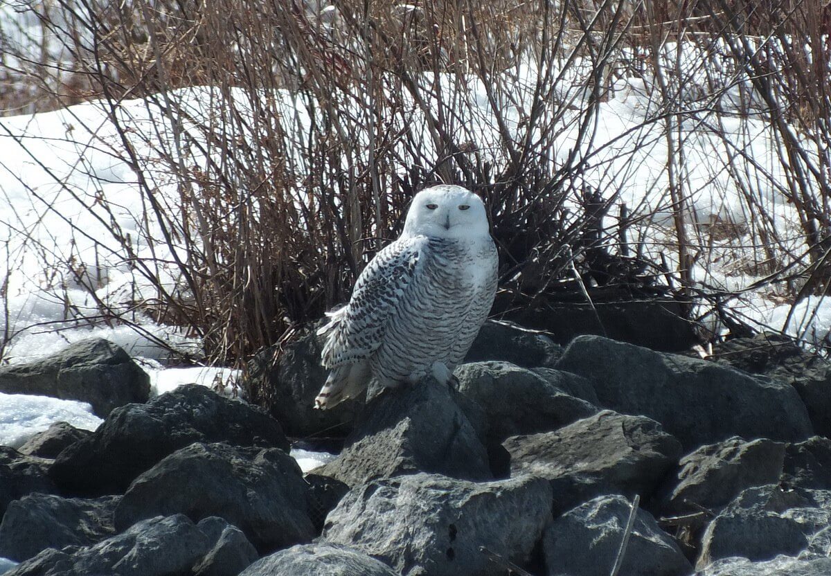 snowy owl sitting on rocks at Colonel Samuel Smith Park - etobicoke 3