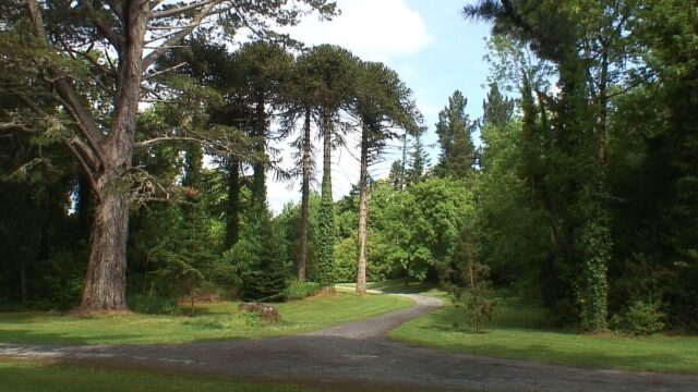 photograph of the ancient oak forest at Ashford Castle near Cong, County Mayo, Ireland.
