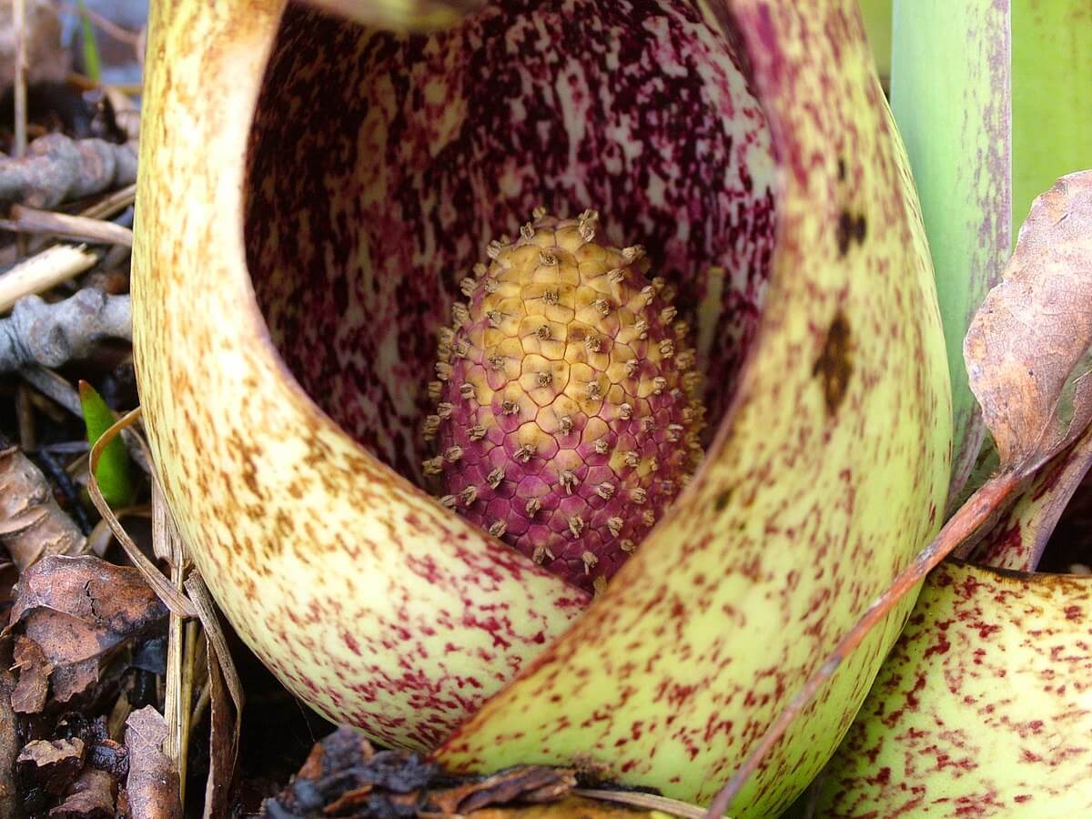 skunk cabbage_dickson Conservation area_ontario
