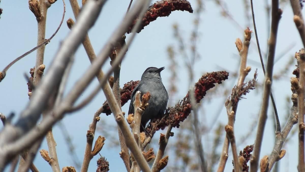 catbird at ashbridges bay park - toronto 4