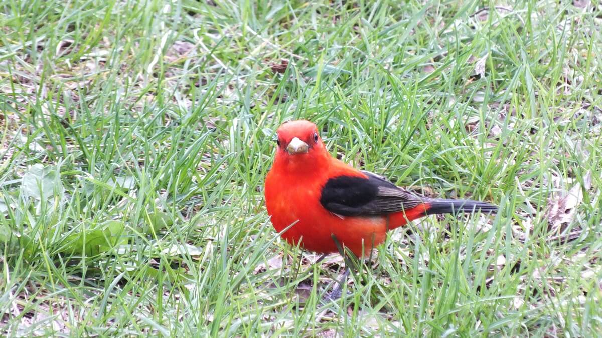 Scarlet Tanager looks to camera - ashbridges bay park - toronto