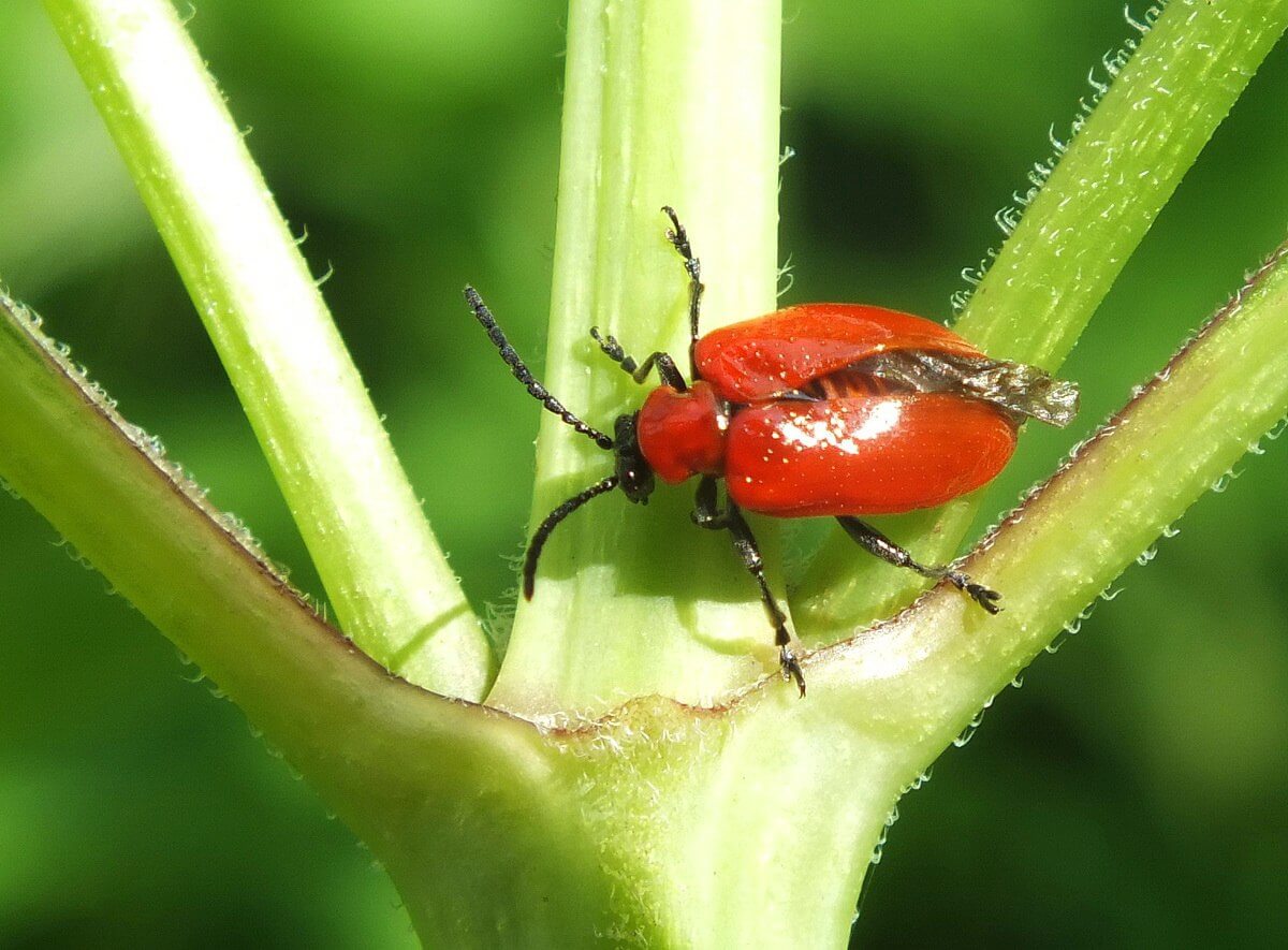 Could cedar mulch stop red lily leaf beetle? 