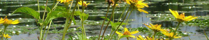 sunchokes growing at lower reesor pond - toronto 3
