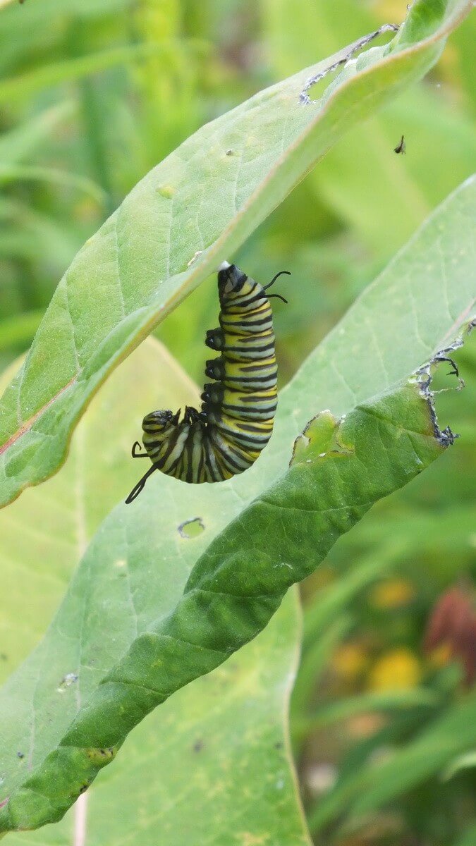 Monarch Butterfly Chrysalis At Tommy Thompson Park