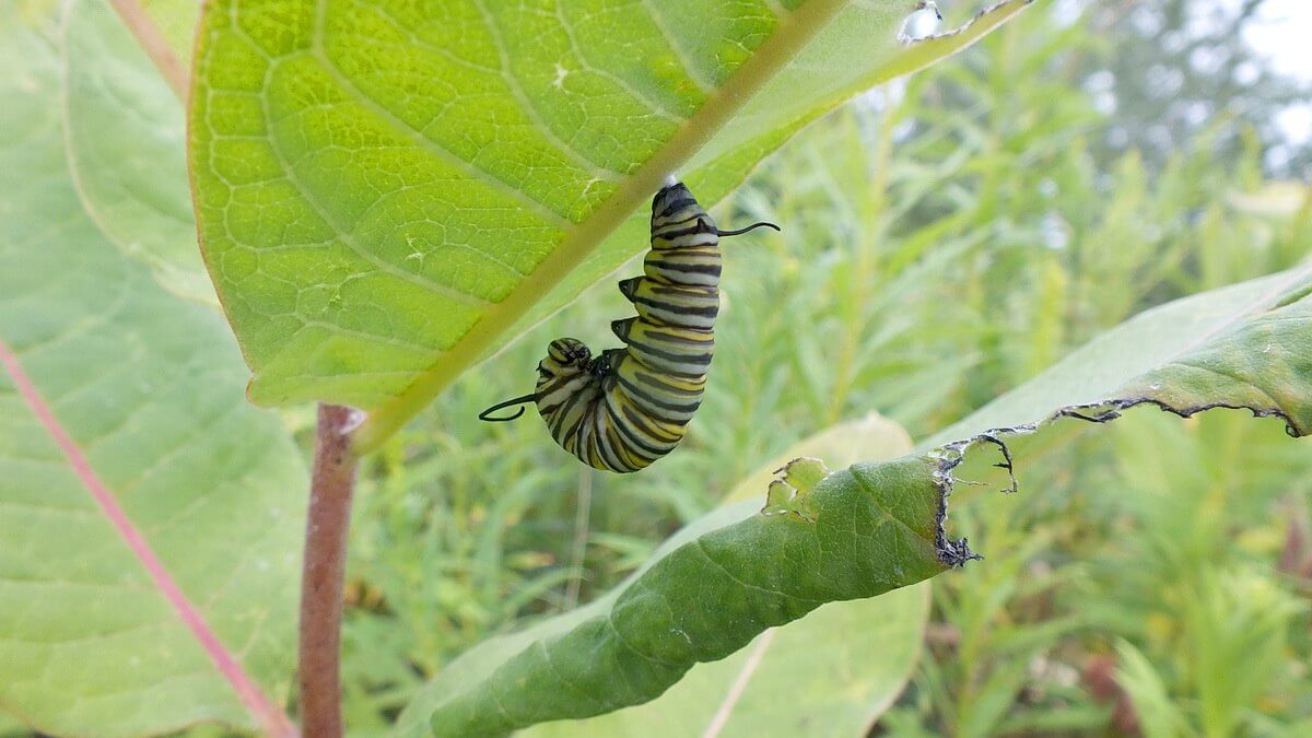 Monarch Butterfly Chrysalis At Tommy Thompson Park