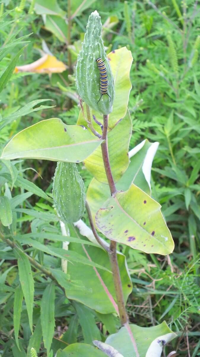 Monarch Butterfly Larvae At Tommy Thompson Park