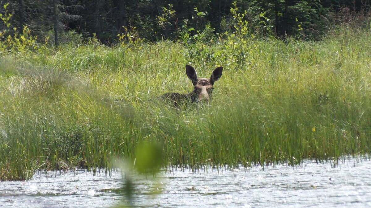 photograph of a moose in a swamp in the summer in Algonquin Provincial Park in Ontario.