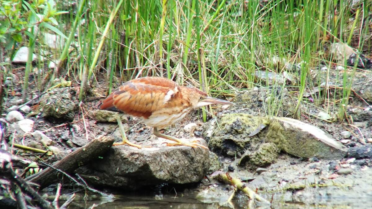 least bittern at colonel sam smith park - etobicoke - toronto - ontario 16