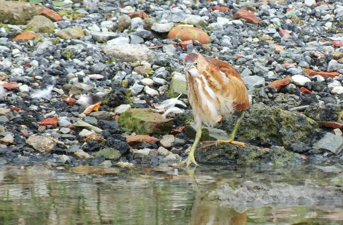 least bittern bird walking along shoreline
