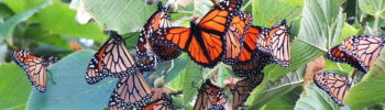 image of monarch butterflies in Ontario, Canada