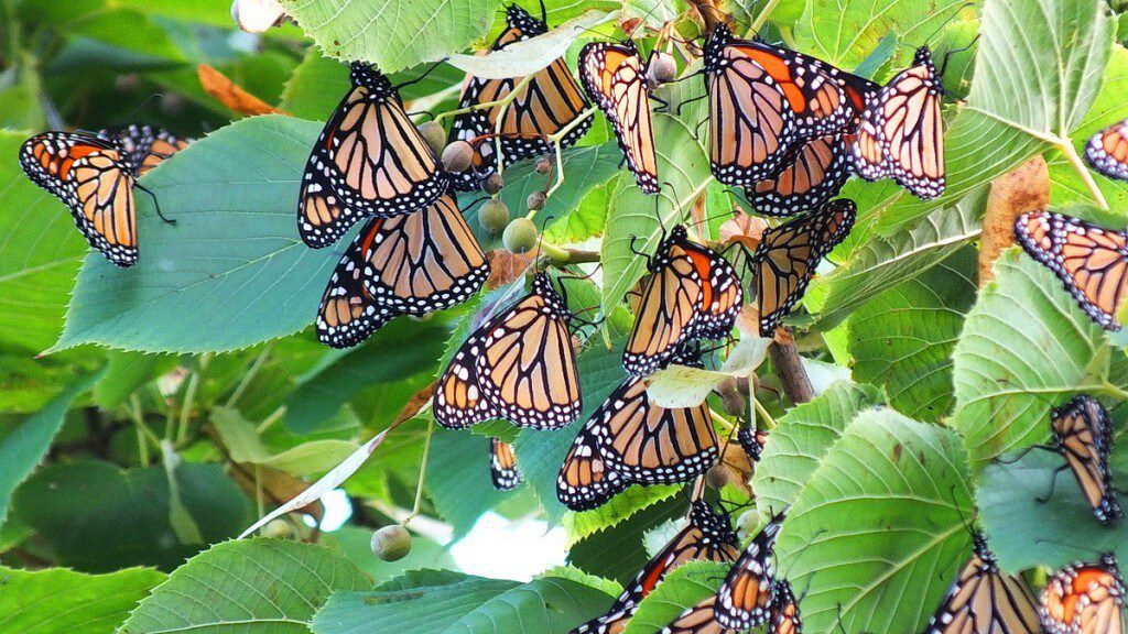 photograph of Monarch Butterflies fluttering at Colonel Samuel Smith Park, in Toronto, Ontario, Canada.