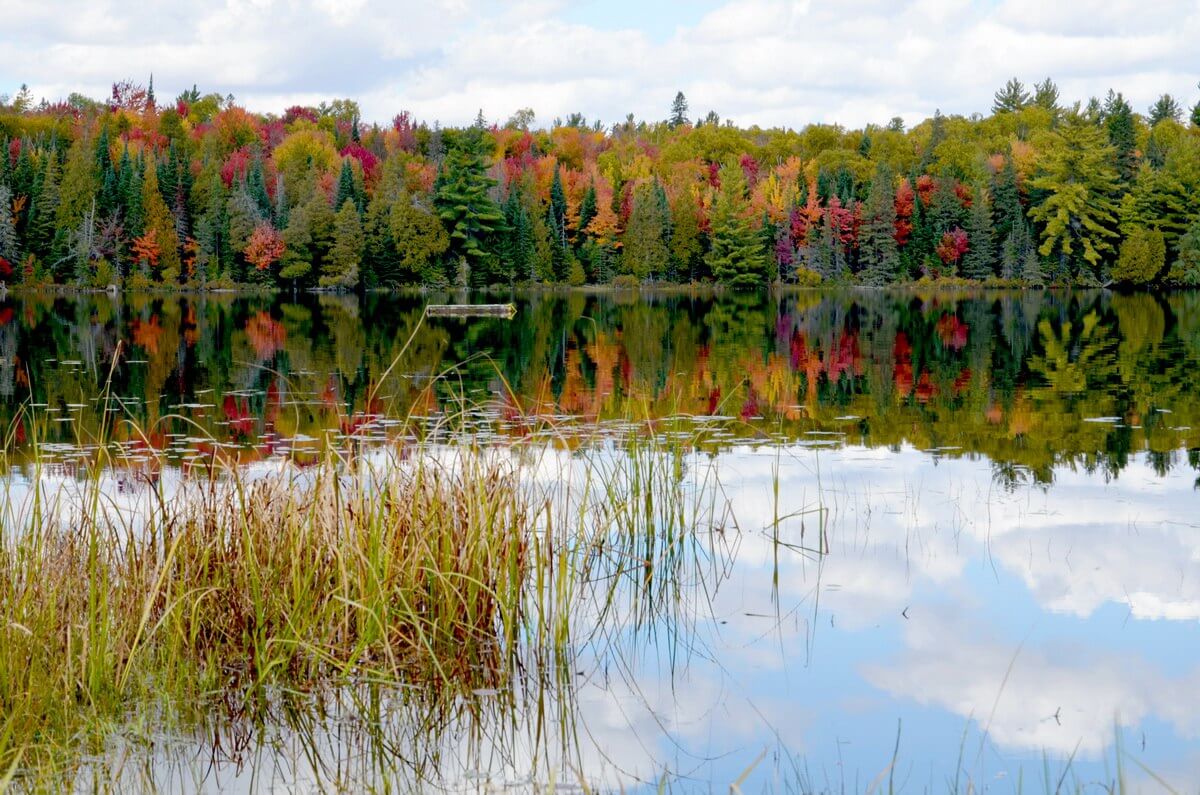 Fall Colors In Algonquin Park 2014