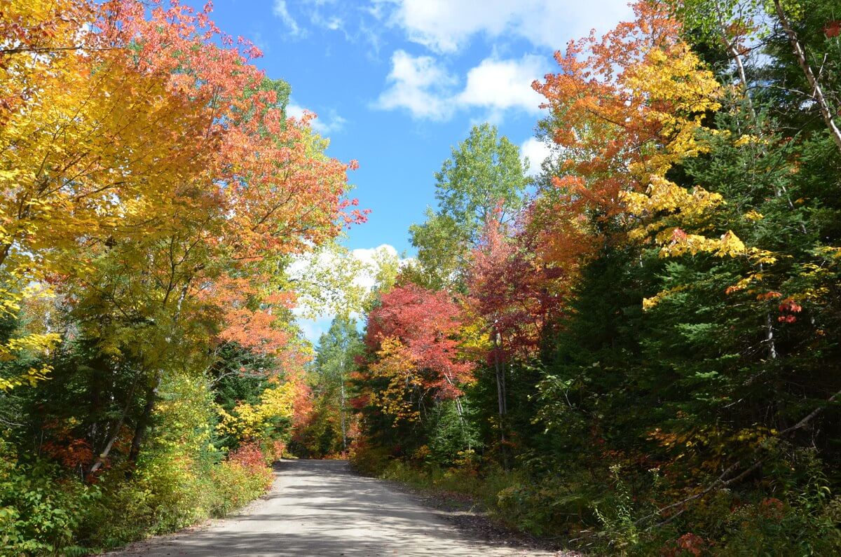 Fall Colors In Algonquin Park 2014