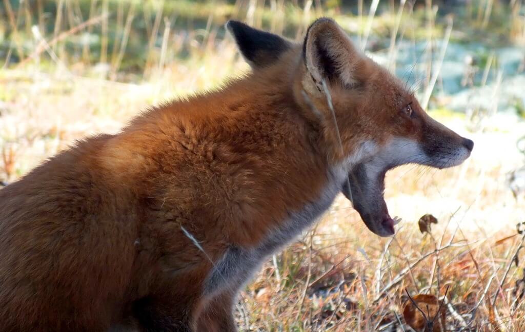 red fox in algonquin park - fall of 2014 - pic 18