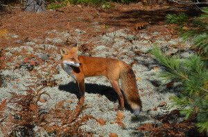 photograph of a red fox in the fall in Algonquin Provincial Park, in Ontario, Canada.