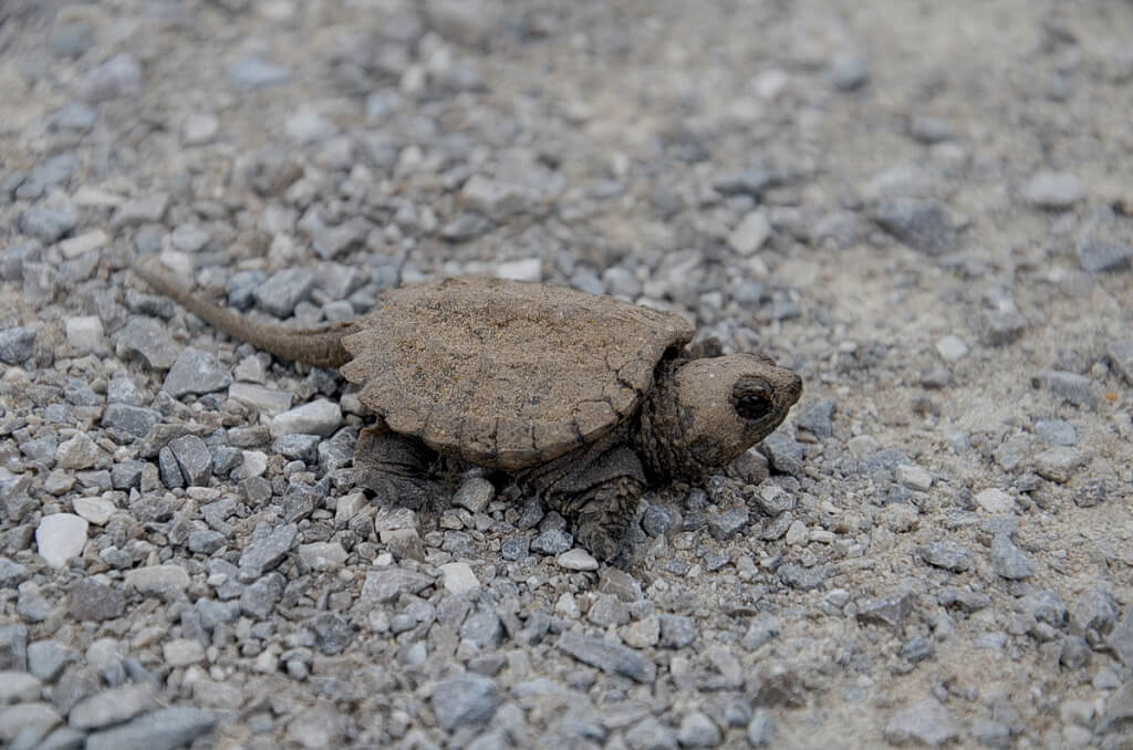 photograph of a baby snapping turtle along a hiking trail in Aurora, Ontario, Canada.